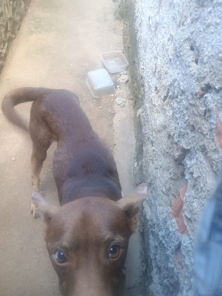 Cachorro é vítima de maus-tratos no bairro Palmeirinha, em Belford Roxo 4 img 20250514 wa00794044166603947458146