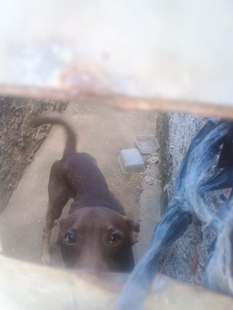 Cachorro é vítima de maus-tratos no bairro Palmeirinha, em Belford Roxo 1 img 20250514 wa00823486807294428831189