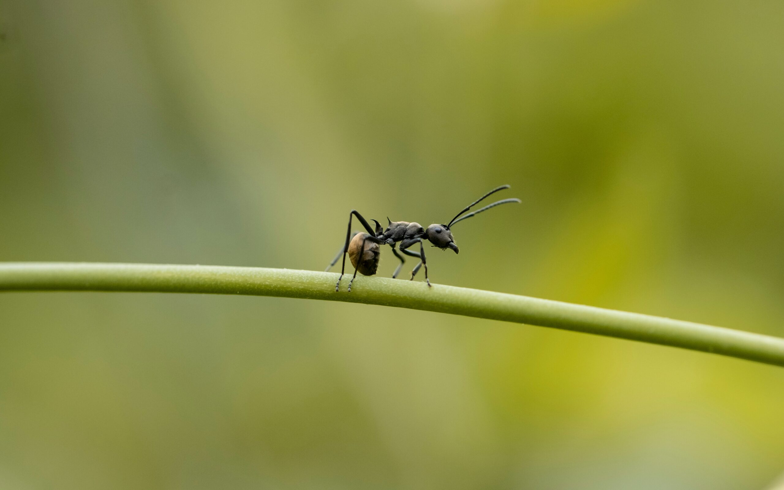 formigas-rainhas-duas-especies-scaled.jpg