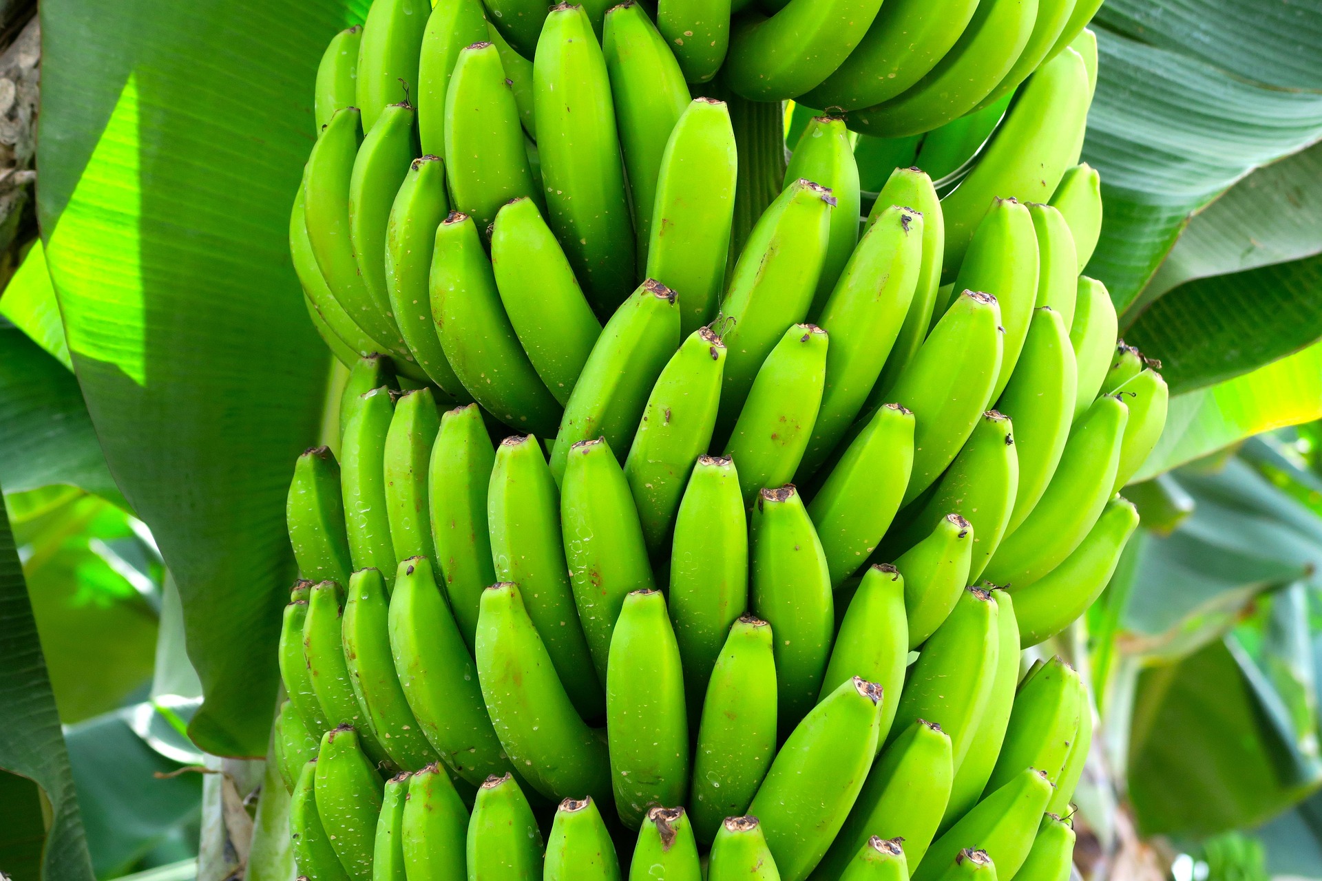 banana-embrapa.jpg